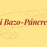 Mi Bazo-Pancreas y Estómago